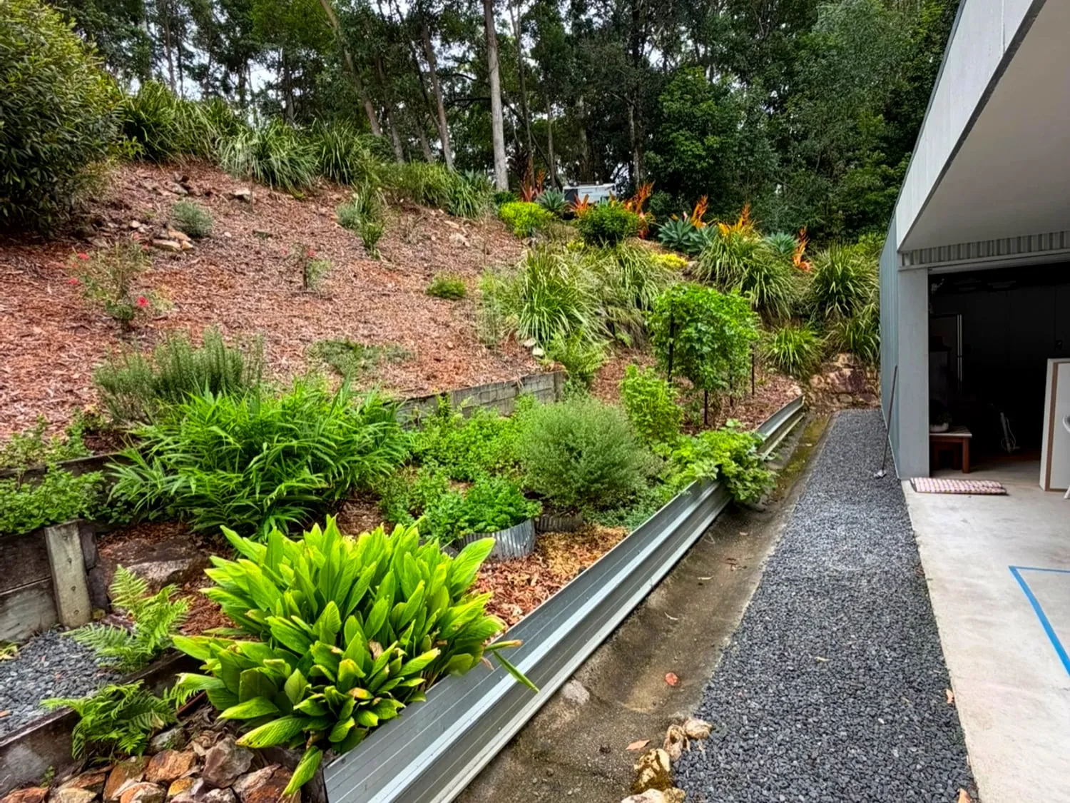 Before — a steep slope of stepped garden beds, pre-work (Doonan)
